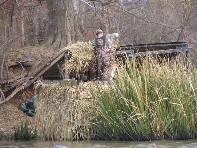 Owen is hanging the grass mats in the front of the blind for extra cover.