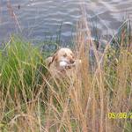 Dad can you see me in this tall grass?  I think they can't see me..