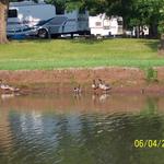 More Ducks
